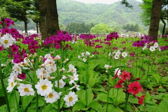 サクラソウ（Primula sieboldii）が群生する風景／日本山梨県富士河口湖町