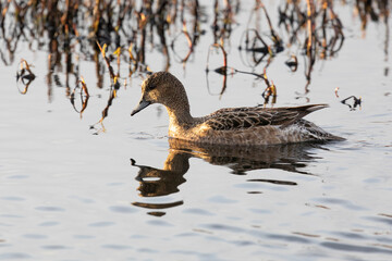 Close-up of a female Eurasian wigeon. Arctic. Russia - 739152104