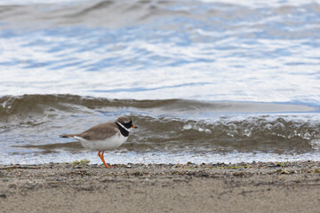 Common ringed plover on the sandy river bank - 739152108