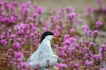 Common tern sits on a nest among pink flowers close up - 739152115