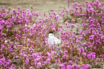 Common tern sits on a nest among pink flowers close up - 739152120