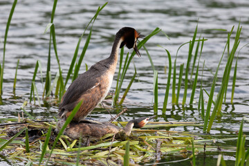 Male and female Great Crested Grebe. The moment of mating birds - 739152158