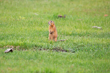Gopher stands in the grass on a summer day - 739152159
