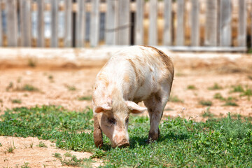 Big pink dirty pig in the barnyard close up - 739152188