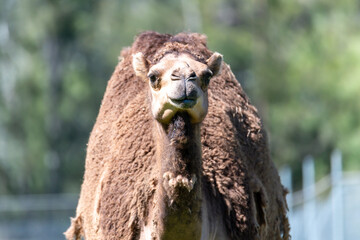 Camel with single hump and long neck