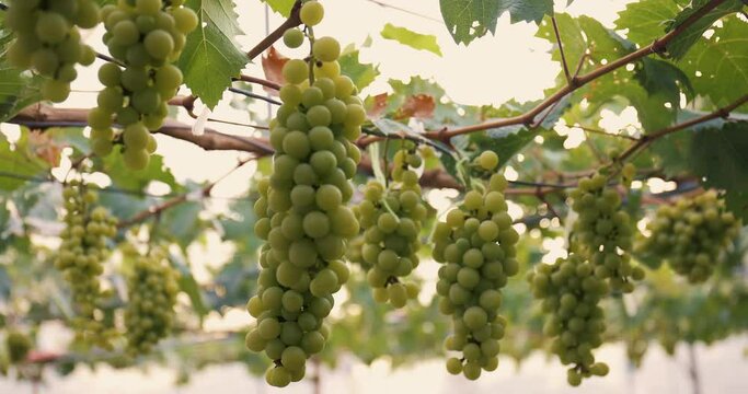 Grapes hanging from vines and branches in a lush vineyard, showcasing ripe fruit amid green leaves and nature's bounty.