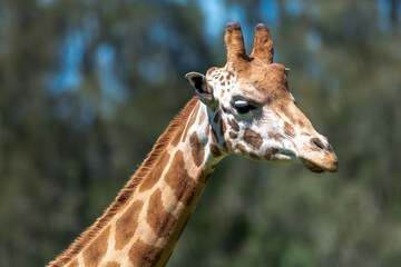 Rothschild giraffe