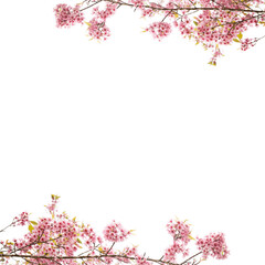 Pink cherry blossom background png 