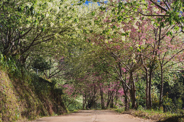 Fototapeta premium travel in nature concept with pink cherry blossom tree and clear sky in springtime season