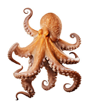 recommend clip art: Octopus Isolated on Transparent Background
                    