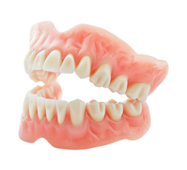 Dentures Isolated on Transparent Background
