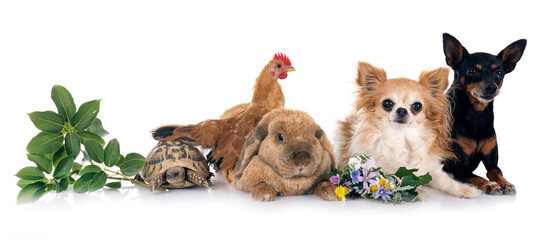 rabbit, dogs and chicken