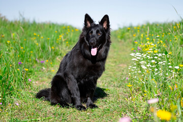 black german shepherd in nature