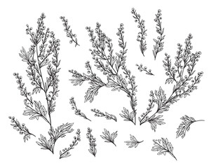 Drawing of a sagebrush. Branches, flowers, stems. Vector illustration.	