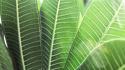 Green palm leaf macro, textured tropical leaves summer tropical plant as natural banner background...