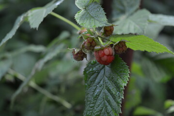 Large green bushes, raspberries, barely pink raspberries growing in the home garden.