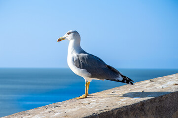 Seagull on the castle wall, Almunecar, Spain