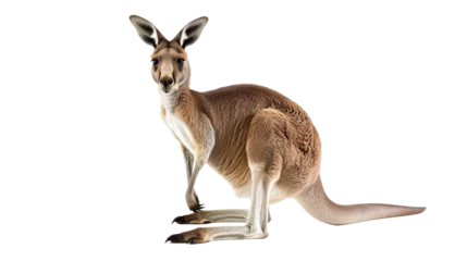  kangaroo on transparent background © saka