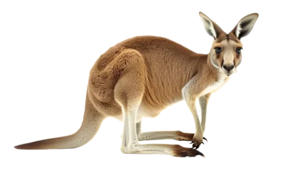 Selbstklebende Fototapeten kangaroo on transparent background © saka