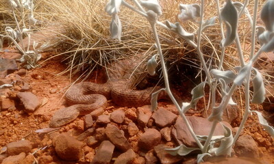 Australia Desert Deathadder Snake
