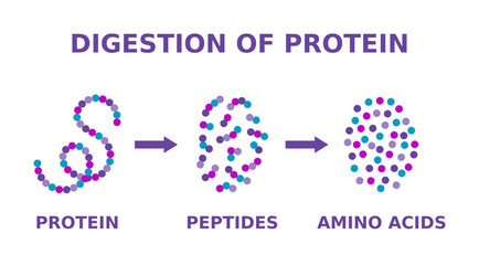 Digestion of protein. Breaking the complex molecule first into peptides then into individual amino acids. The pepsins are enzymes secreted by the stomach that breaks down proteins. Vector illustration - obrazy, fototapety, plakaty