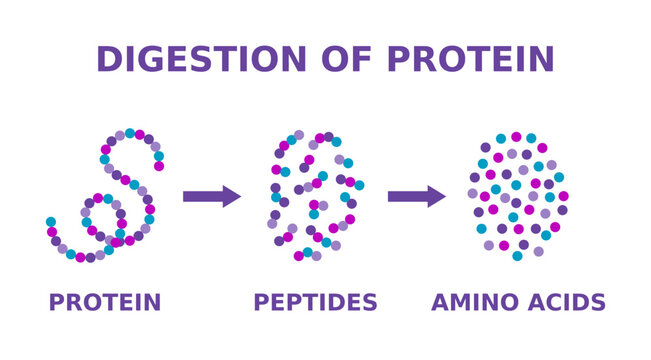 Digestion of protein. Breaking the complex molecule first into peptides then into individual amino acids. The pepsins are enzymes secreted by the stomach that breaks down proteins. Vector illustration