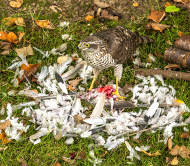 A goshawk bird with its prey