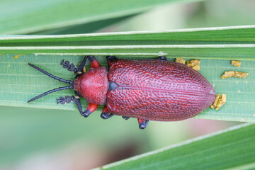 Brazilian Insect
This insects is very rare in brazilian savannah.