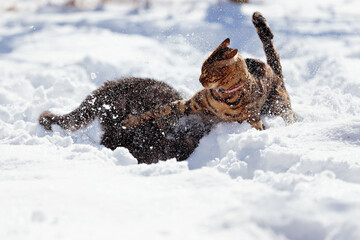 Cats playing in snow. Battle in the snow. Bengal and persian cats playing outdoor.