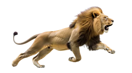 Fototapeten lion running on transparent background © saka