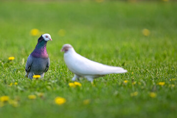 Obraz premium Pigeons on the grass 