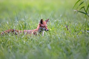 Fox in a clearing
