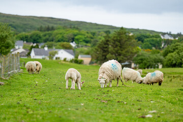 Fototapeta na wymiar Sheep marked with colorful dye grazing in green pastures. Adult sheep and baby lambs feeding in green meadows of Ireland.