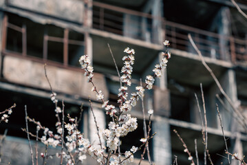 white flowers against the background of destroyed and burnt houses in the city of Ukraine