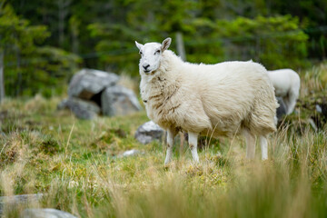 Obraz premium Sheep marked with colorful dye grazing in green pastures. Adult sheep and baby lambs feeding in green meadows of Ireland.