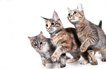 Fototapeta na wymiar Three cats on a white background. Pets - cute fluffy cats isolated on a white background. Allergy to cat fur. Cute animals, fluffy cats with short hair. 