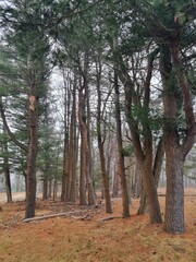 Fototapeta premium Foggy pine forest