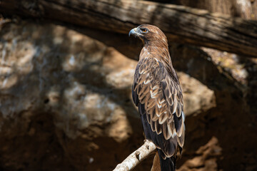 bird of prey on a branch