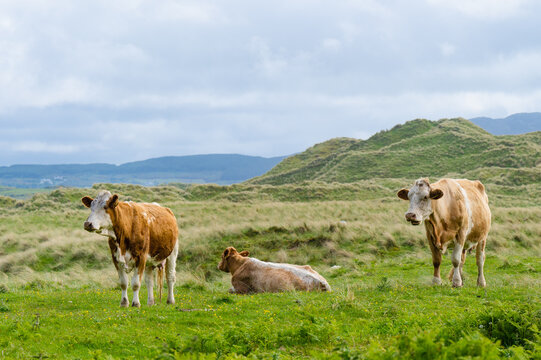 Cows grazing in green pastures. Adult cows and baby calf feeding in green meadows of Ireland.