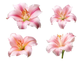 Obraz na płótnie Canvas Pink flowers icon set, 3D render style, isolated on white or transparent background.