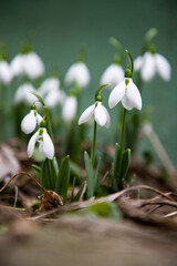 bunch of snowdrops in early spring