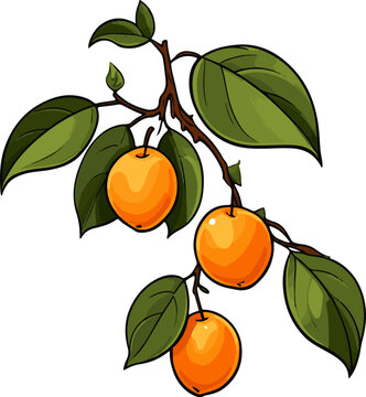 Illustration of a branch with ripe persimmon fruits on a gray background