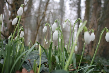 snowdrop