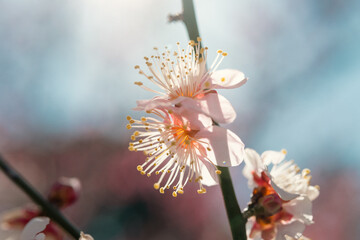光の透ける梅の花