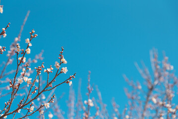 青空と越生梅林の白い梅の花