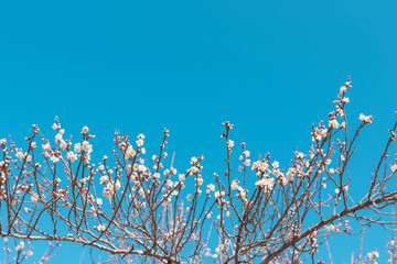 青空と越生梅林の白い梅の花