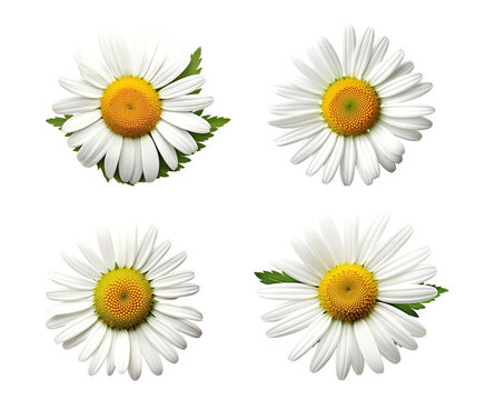 Fototapeta White flowers icon set, 3D render style, isolated on white or transparent background.