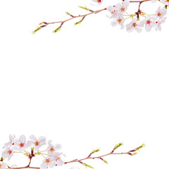white cherry blossom border frame png overly on white background
