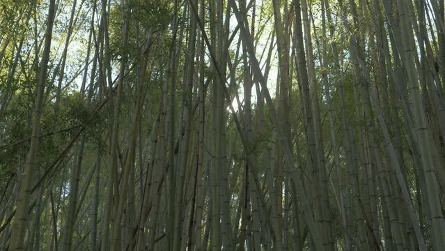 bamboo trees and sunshine with green in nature, Japanese jungle with leaves and lens flare.
