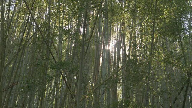 bamboo trees and sunshine with green in nature, Japanese jungle with leaves and lens flare.